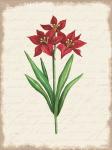 Red Amaryllis Botanical II