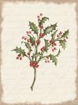 Holly Christmas Botanical