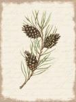 Pine Cone Botanical I