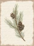 Pine Cone Botanical II