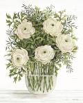 Ranunculus on White