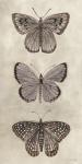 Antique Butterflies I