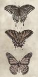 Antique Butterflies II