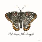 Baltimore Checkerspot