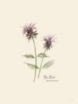 Bee Balm