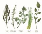 Watercolor Herbs