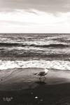 Seagull I