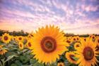 Sunflower Sunset