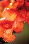 Orange Glory