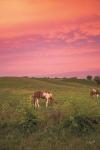 Horse at Sunset