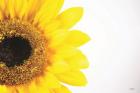 Sunflower Close-up