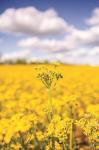 Field of Yellow III