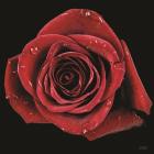 Broken Heart Rose