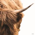 Highland Horn II