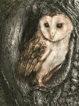Barn Owl Roost