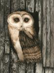 Owl Sentry