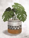 Monstera Plant