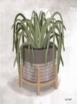 Spider Plant