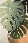 Monstera Leaves