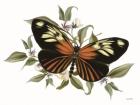 Botanical Butterfly Heliconius
