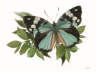 Botanical Butterfly Common Gem