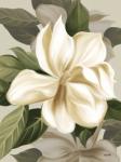 Magnolia Blossoms II