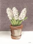 House Hyacinth Plant