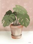 House Monstera Plant