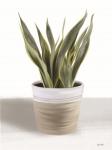 Snake Plant I