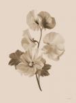 Sepia Botanical II