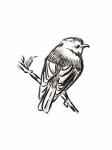 Songbird Sketch I