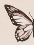 Butterfly Wings I
