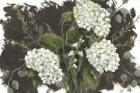Hydrangeas in White