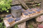 Blueberries Picked