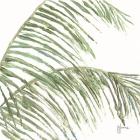 Two Palm Fronds I