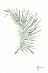Palm Frond Viridescent