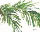 Green Palm Leaves