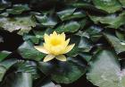 Water Lilly