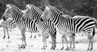 Trio of Zebras
