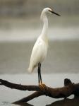 Egret