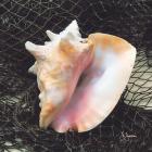 Conch with Net