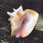 Conch with Net
