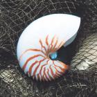 Nautilus with Net