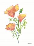 California Poppies