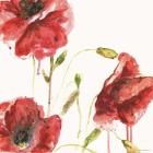 Poppies