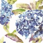 Hydrangea