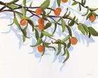 Kumquats