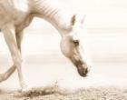 Trail Horse Sepia