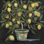 Lemon Tree