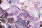 Violet Hydrangeas